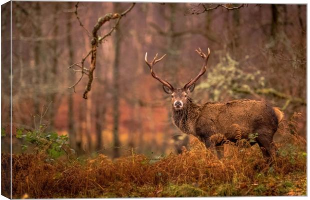 Monarch of the Glen Canvas Print by John Malley
