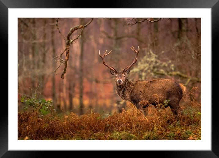 Monarch of the Glen Framed Mounted Print by John Malley