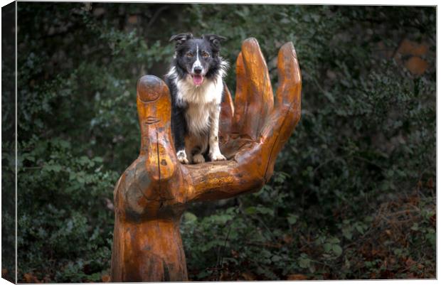 A Collie Handful Canvas Print by John Malley