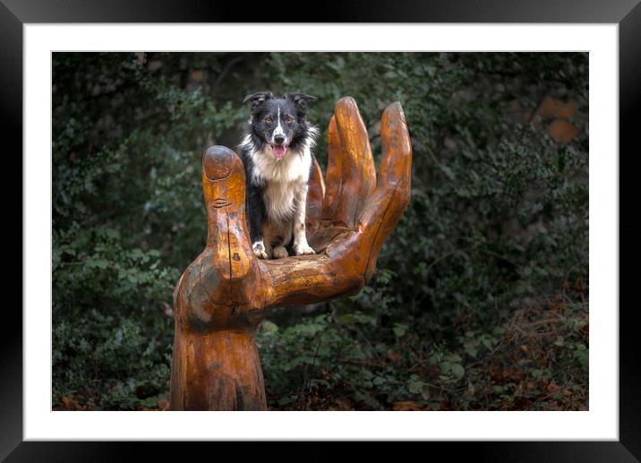 A Collie Handful Framed Mounted Print by John Malley