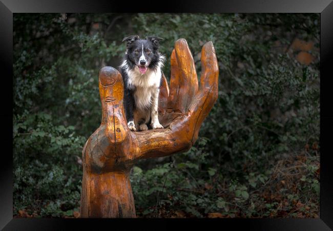 A Collie Handful Framed Print by John Malley
