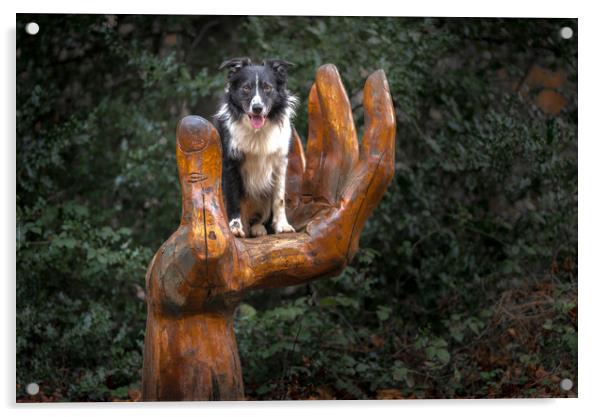 A Collie Handful Acrylic by John Malley
