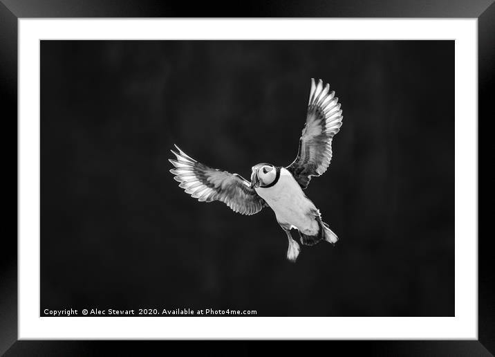 Sea Puffin  Framed Mounted Print by Alec Stewart