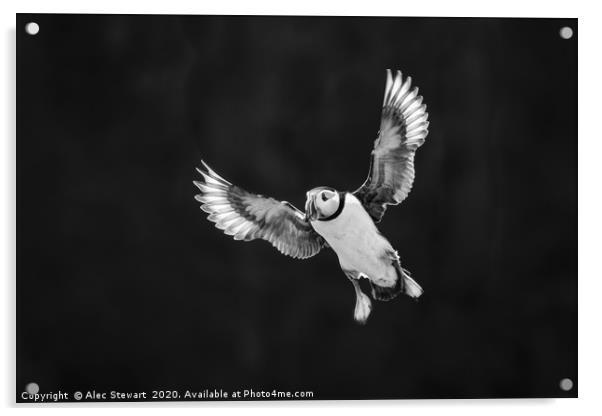 Sea Puffin  Acrylic by Alec Stewart