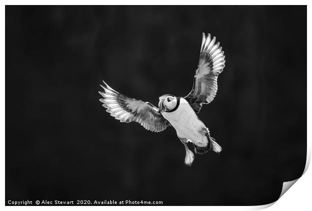 Sea Puffin  Print by Alec Stewart