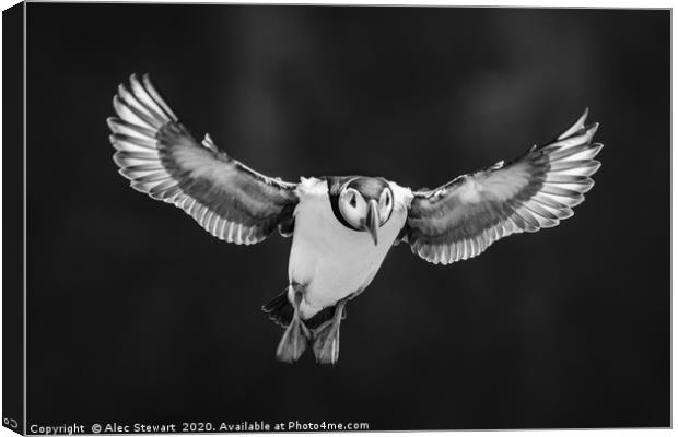 Flying High Canvas Print by Alec Stewart
