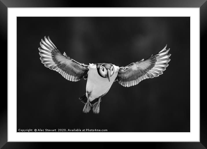 Flying High Framed Mounted Print by Alec Stewart