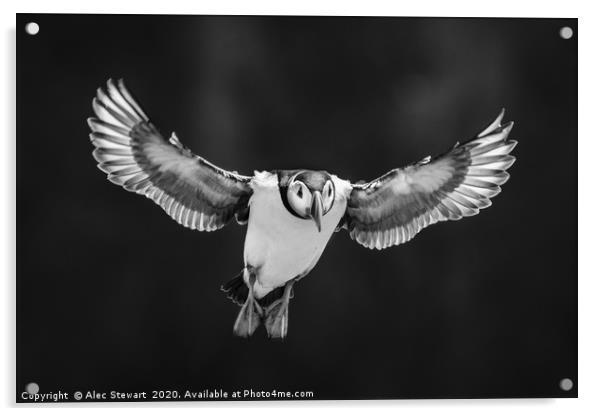 Flying High Acrylic by Alec Stewart
