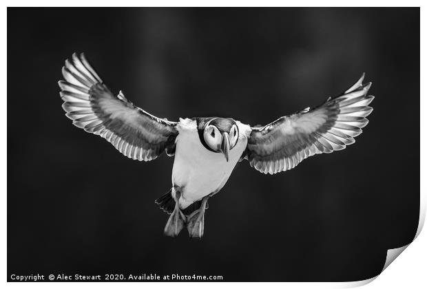 Flying High Print by Alec Stewart