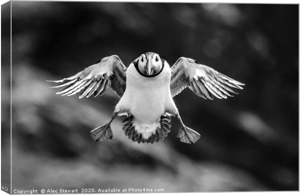 Puffin Coming In To Land Canvas Print by Alec Stewart