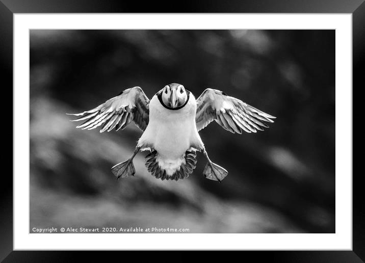Puffin Coming In To Land Framed Mounted Print by Alec Stewart