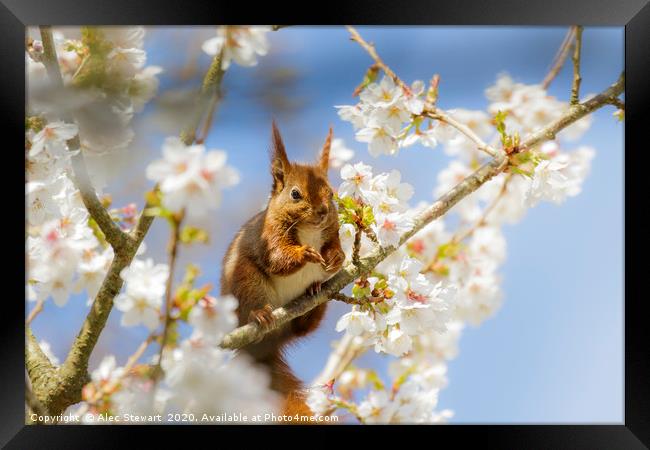 Red Squirrel amongst the blossom Framed Print by Alec Stewart