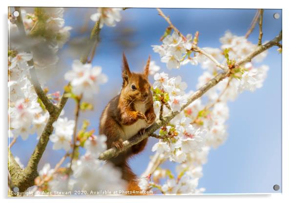 Red Squirrel amongst the blossom Acrylic by Alec Stewart