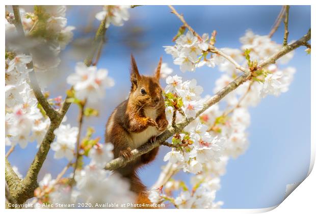 Red Squirrel amongst the blossom Print by Alec Stewart