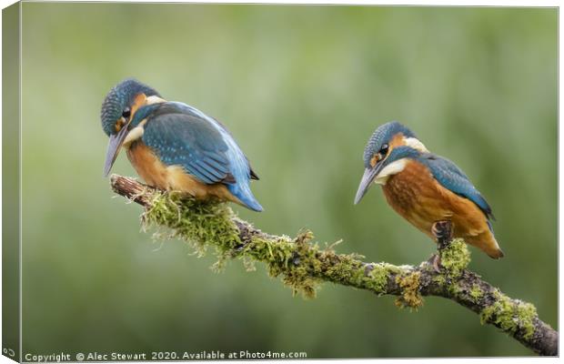Pair of Kingfishers Canvas Print by Alec Stewart