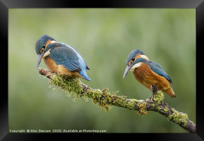 Pair of Kingfishers Framed Print by Alec Stewart