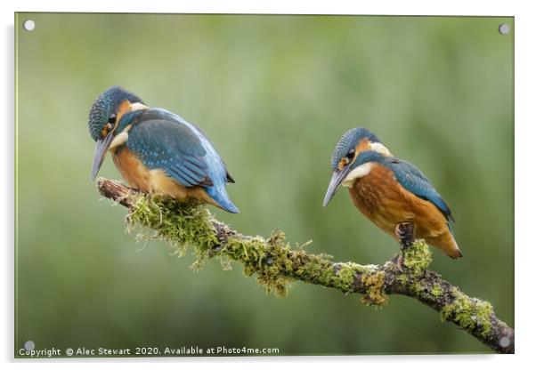 Pair of Kingfishers Acrylic by Alec Stewart