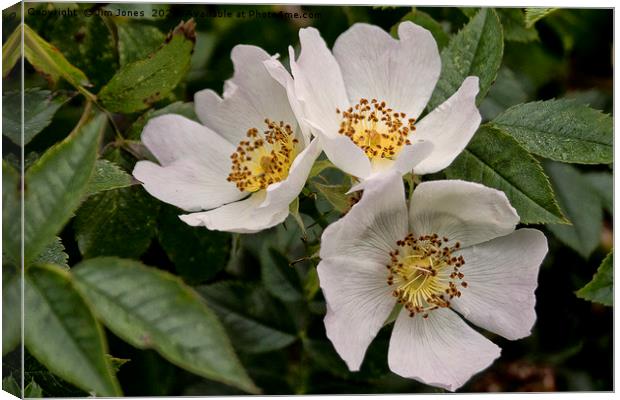 English Wild Flowers - Dog Roses Canvas Print by Jim Jones