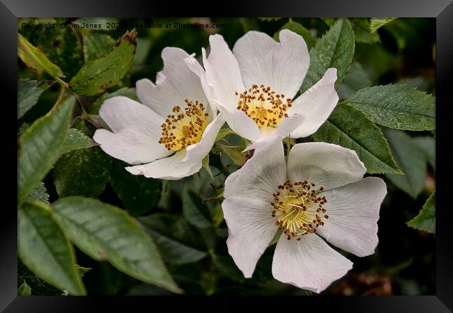 English Wild Flowers - Dog Roses Framed Print by Jim Jones