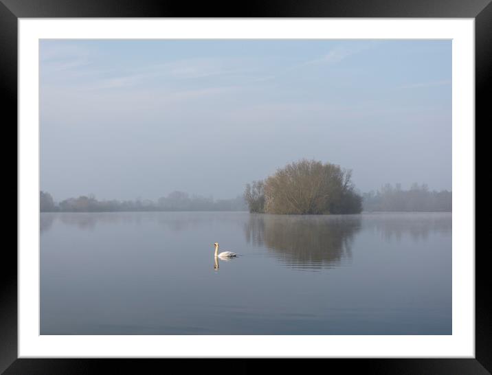 Misty Morning Swan and Lake Framed Mounted Print by Dave Collins