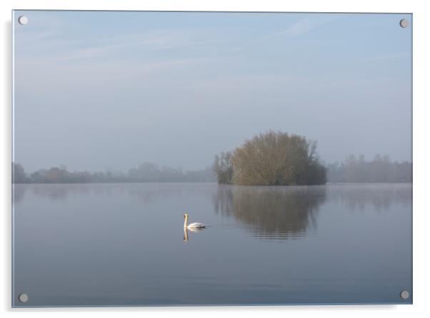 Misty Morning Swan and Lake Acrylic by Dave Collins