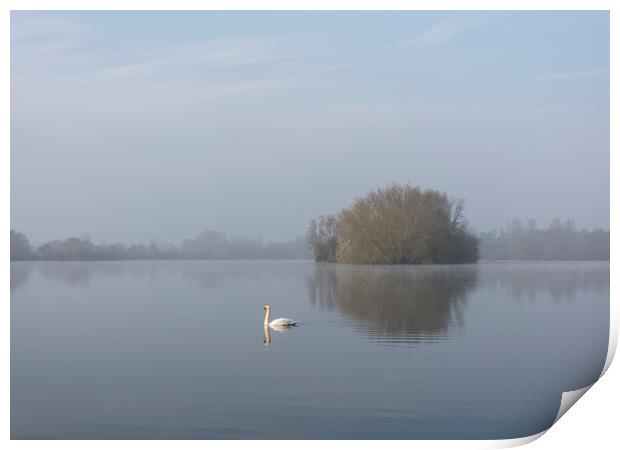 Misty Morning Swan and Lake Print by Dave Collins