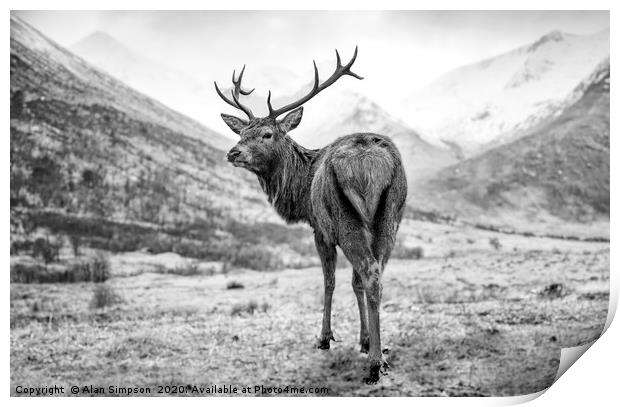 Scottish Deer Print by Alan Simpson