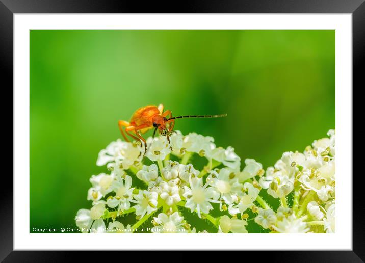 Red soldier beetle Framed Mounted Print by Chris Rabe