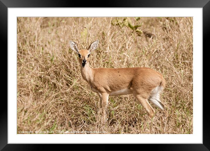 Steenbok surprise Framed Mounted Print by Chris Rabe