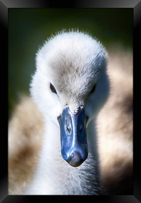 Adorable Fluffy Cygnet Framed Print by Phil Clements