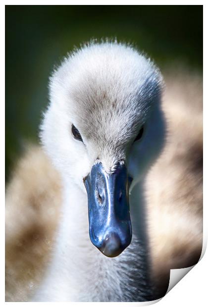Adorable Fluffy Cygnet Print by Phil Clements