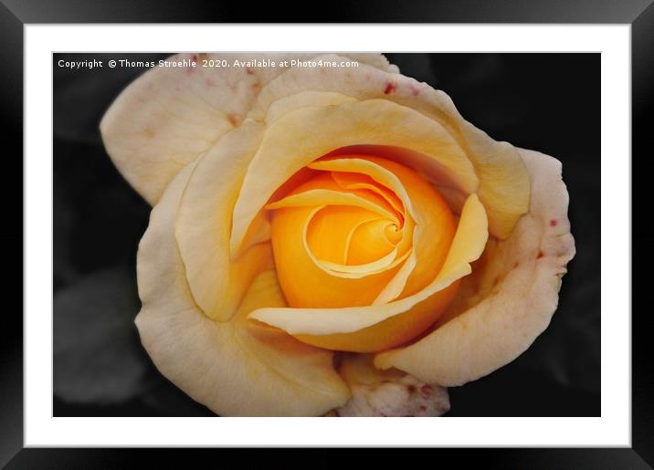 Yellow Rose Framed Mounted Print by Thomas Stroehle