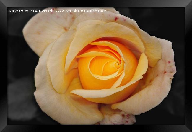 Yellow Rose Framed Print by Thomas Stroehle