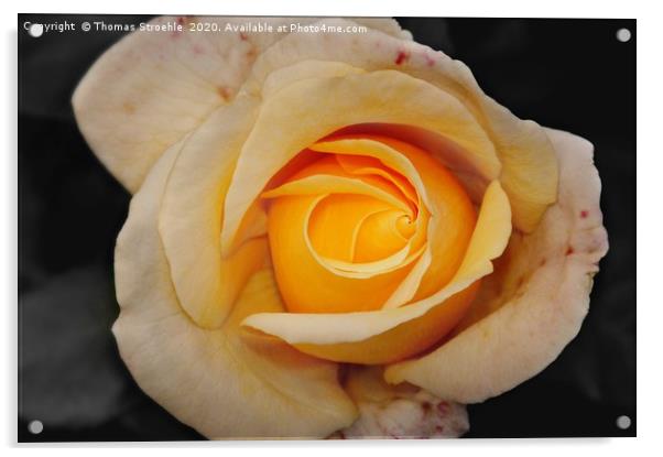 Yellow Rose Acrylic by Thomas Stroehle