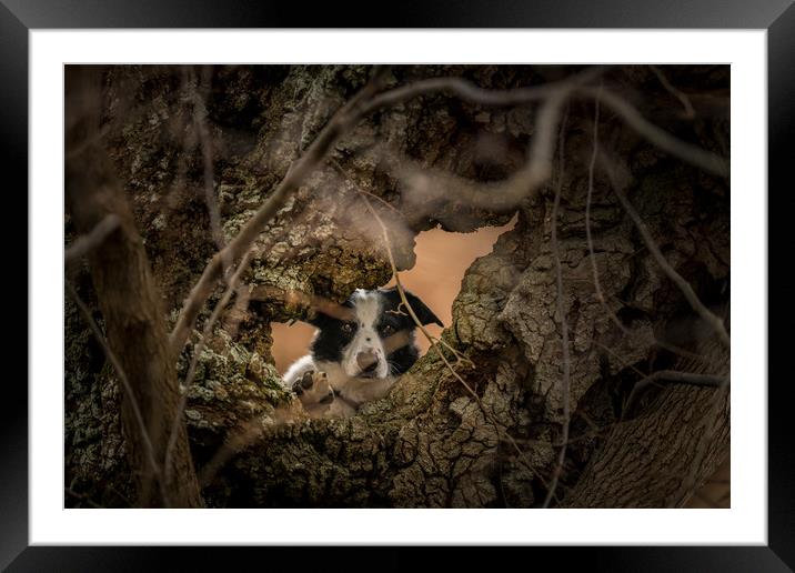 Collie through the Looking Hole Framed Mounted Print by John Malley