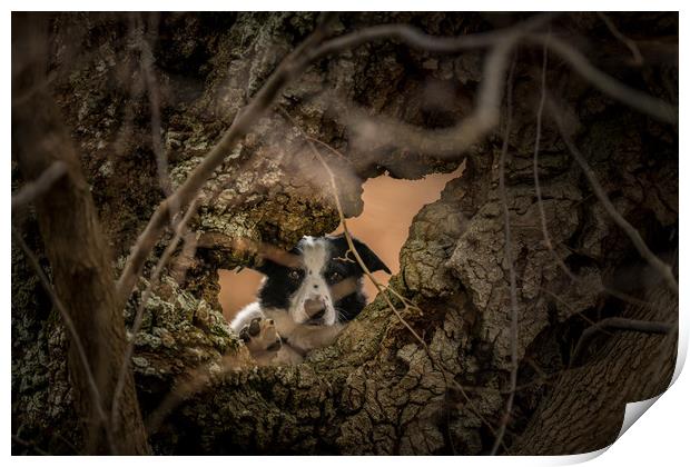 Collie through the Looking Hole Print by John Malley