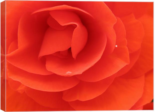 Inside a Red Rose Canvas Print by JEAN FITZHUGH