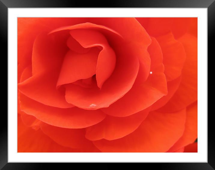 Inside a Red Rose Framed Mounted Print by JEAN FITZHUGH
