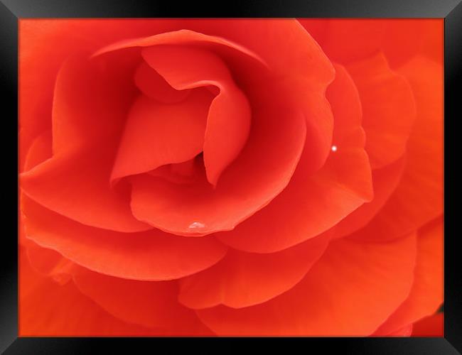 Inside a Red Rose Framed Print by JEAN FITZHUGH
