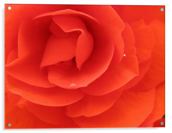 Inside a Red Rose Acrylic by JEAN FITZHUGH