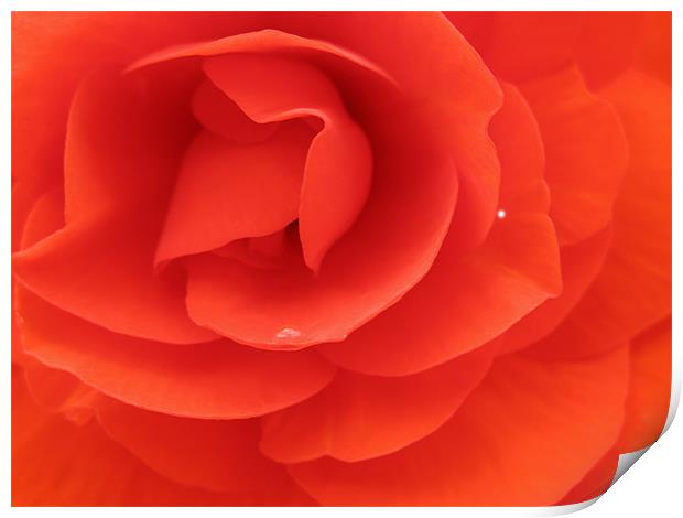 Inside a Red Rose Print by JEAN FITZHUGH