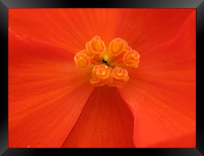 Inside A Lovely Red Rose Flower Framed Print by JEAN FITZHUGH