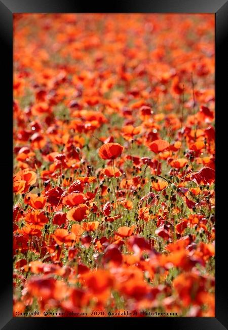 Sunlit Poppies  Framed Print by Simon Johnson