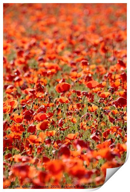 Sunlit Poppies  Print by Simon Johnson