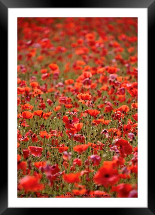  Sunlit Cotswold Poppies Framed Mounted Print by Simon Johnson