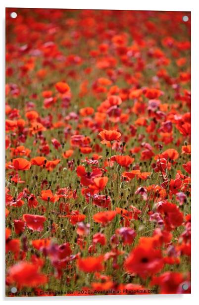  Sunlit Cotswold Poppies Acrylic by Simon Johnson
