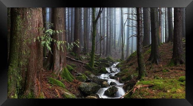 The Forest Stream Framed Print by Eirik Sørstrømmen