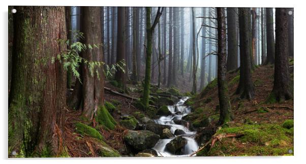 The Forest Stream Acrylic by Eirik Sørstrømmen