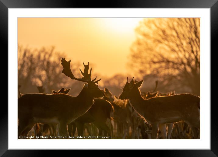 Fallow Deer silhouette Framed Mounted Print by Chris Rabe