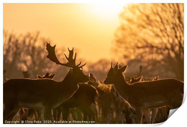 Fallow Deer silhouette Print by Chris Rabe